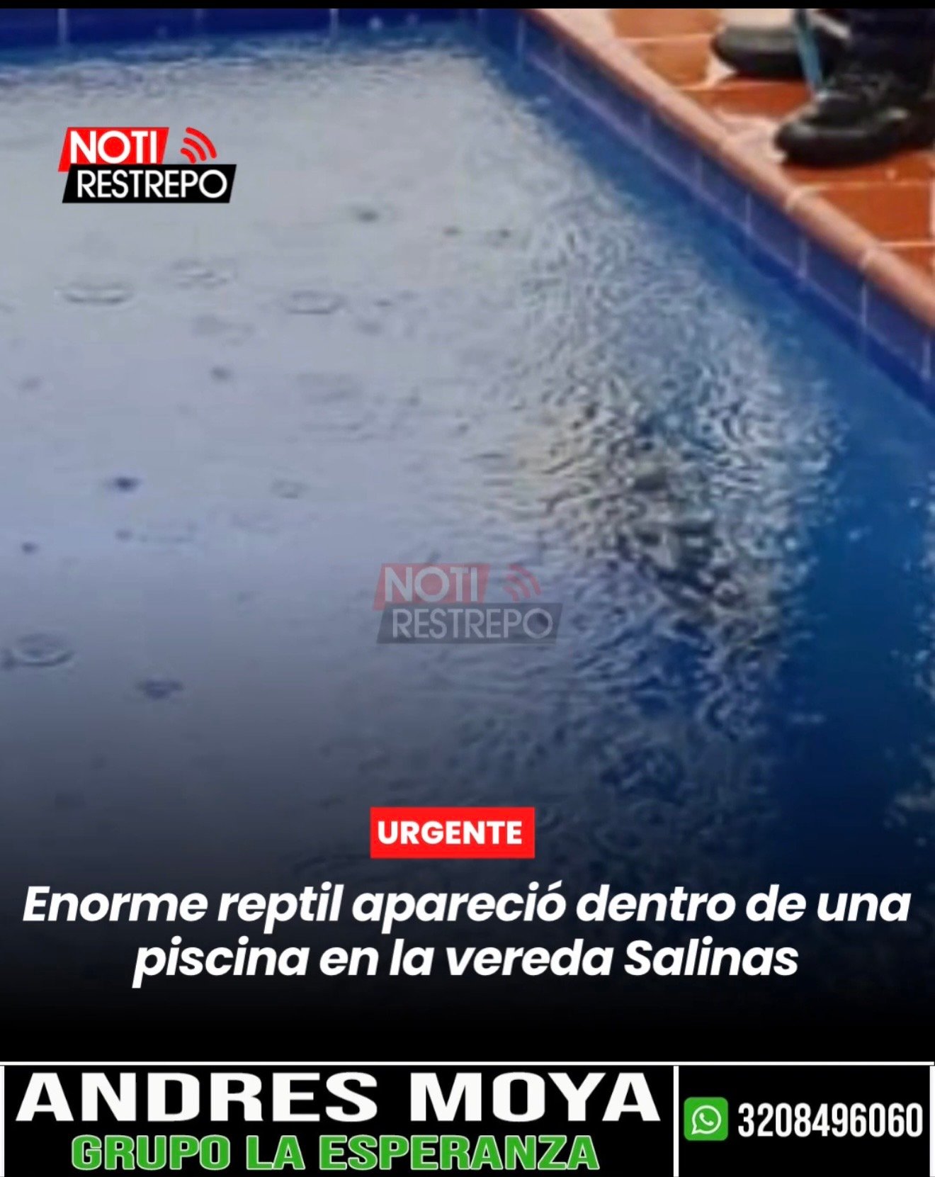 Enorme reptil apareció dentro de una piscina en la vereda Salinas