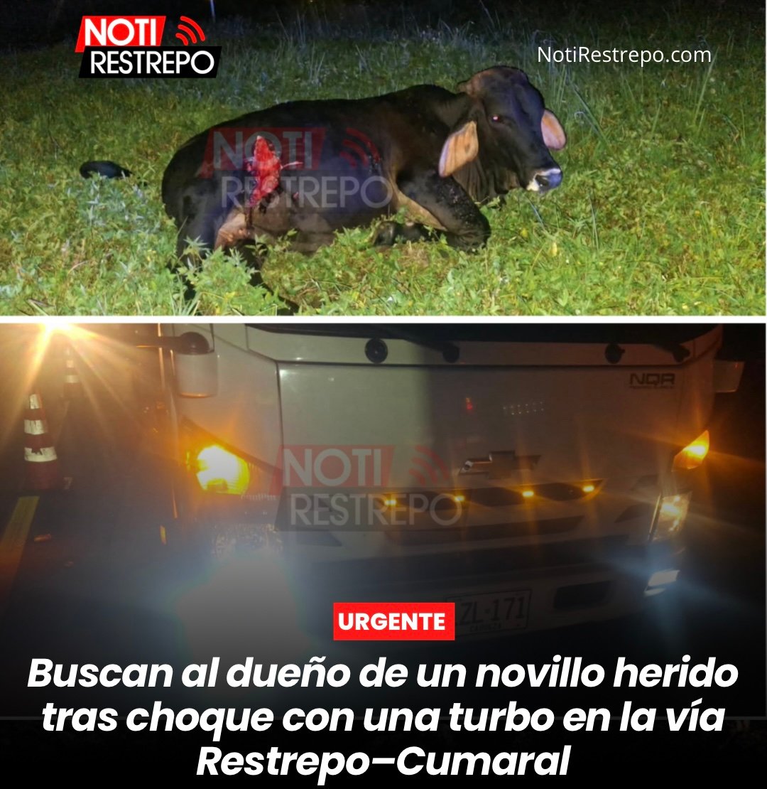 Buscan al dueño de un novillo herido tras choque con una turbo en la vía Restrepo–Cumaral