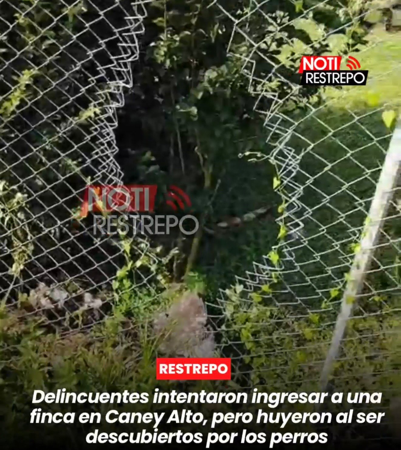 Residente denuncia intento de ingreso de delincuentes a una finca en Caney Alto